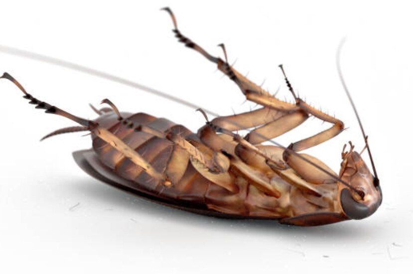 Can Cockroaches Live in Your Anus? A Guide to Pests and the Body