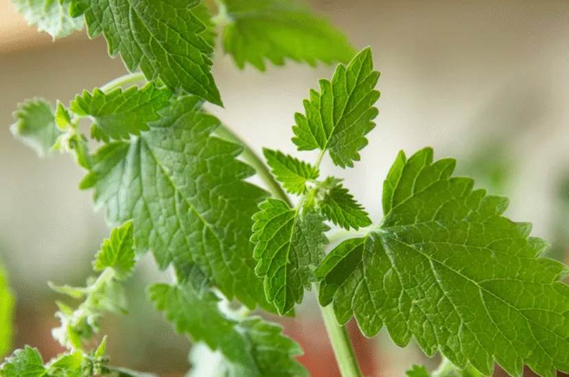 Meet the Mint Family: 5 Must-Grow Herbs from the Lamiaceae Lineage
